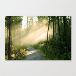Morning Forest 2 Canvas Print