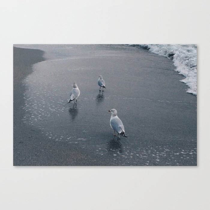 Seaguls Canvas Print