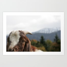 Look who's complaining, funny goat photo Art Print