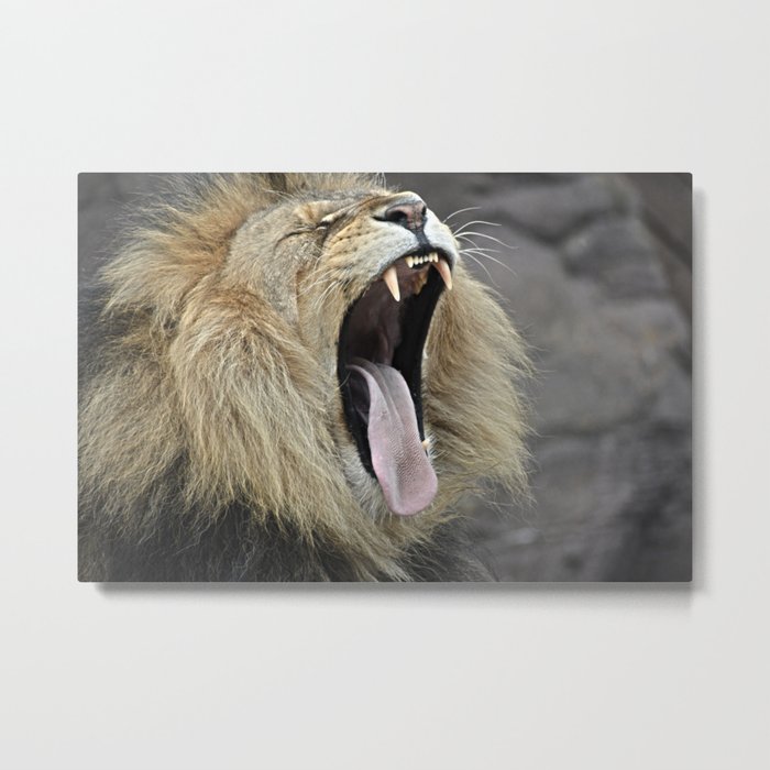 lion yawn Metal Print