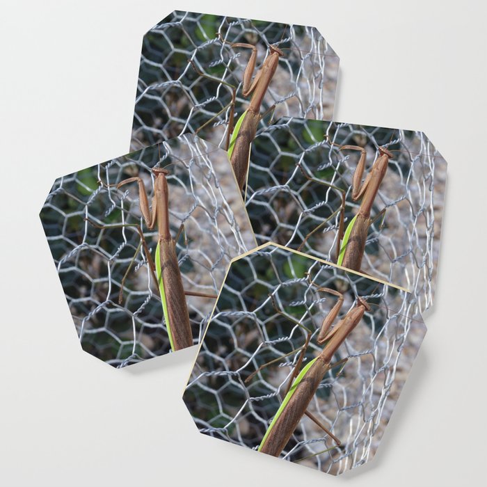 Praying Mantis 2 Coaster By Scenicsightsbytara
