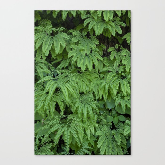Smoky Mountain Ferns Canvas Print