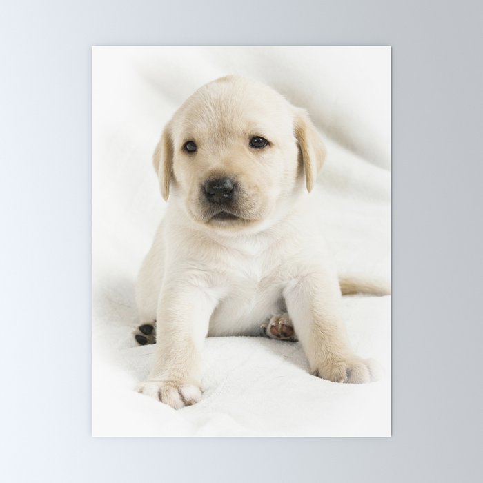 Mini golden labrador top
