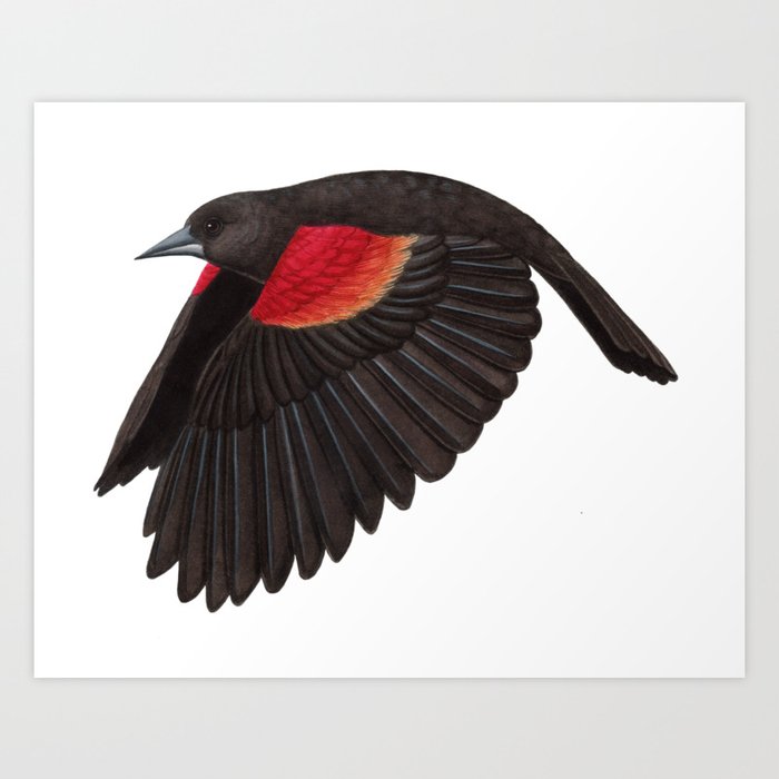 Red-winged Blackbird Art Print