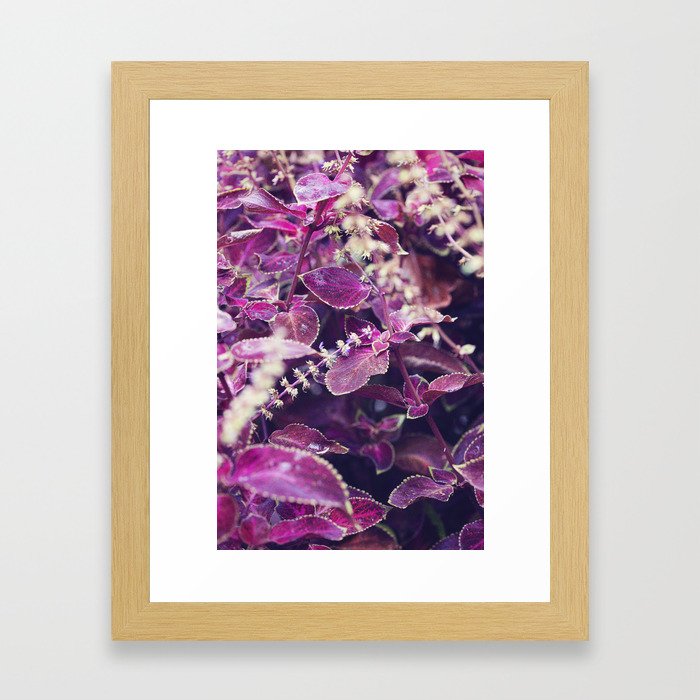 Autumn Wine X Coleus Botanical Print Framed Art Print