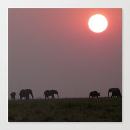 South Africa Photography - Elephants Walking In The Sunset Canvas Print