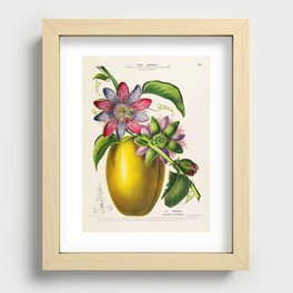 Passionflower and passionfruit from "Flore d’Amérique" by Étienne Denisse, 1840s Recessed Framed Print
