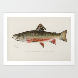 Vintage Brook Trout Fish Illustration Art Print