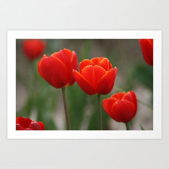 Red Orange Tulip Art Print