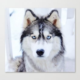 Wolf / Siberian Husky from Northern Canada Canvas Print
