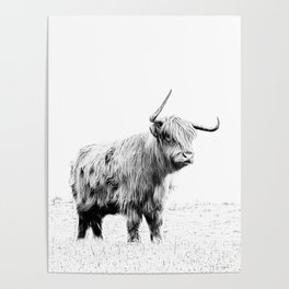 Lance, The Highland Cow  Poster