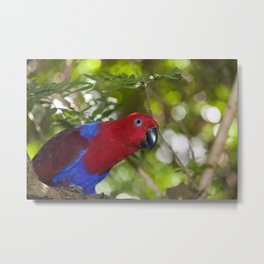 Eclectus Parrot Metal Print | Red, Bird, Parrot, Australia, Photo, Color, Digital, Animal, Parrots, Macro 