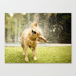 Dog shaking off water Canvas Print