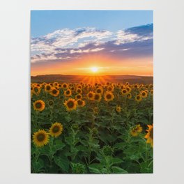 Sunset over sunflowers	 Poster