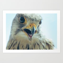 Common Kestrel Portrait Beak Wide Open (Falco tinnunculus) European kestrel. Art Print | Prey, Europeankestrel, Falcotinnunculus, Animal, Wild, Kestrelportrait, Bird, Kestrel, Beauty, Beakwideopen 