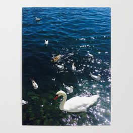 Pond, Water, Lake, Duck, Swan Poster
