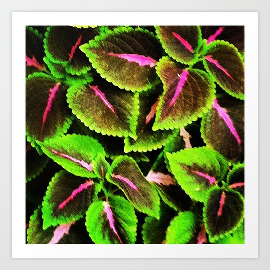 Coleus Art Print