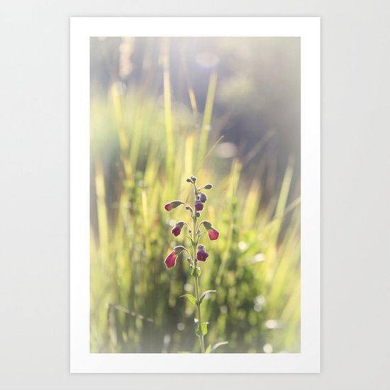 summer dream Art Print