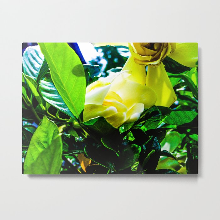 Gardenia in Bloom Metal Print