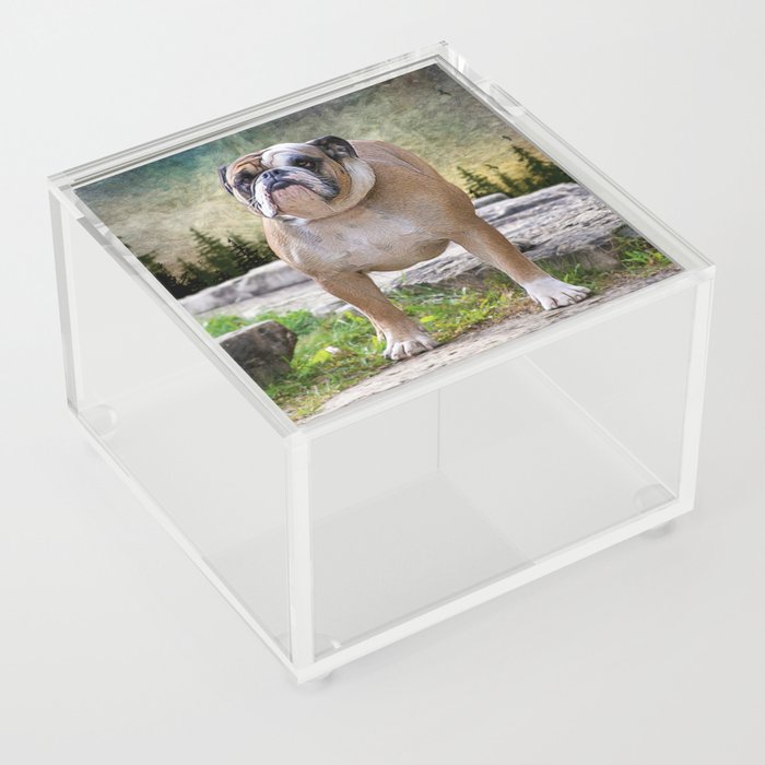 Bull Dog Pose Acrylic Box