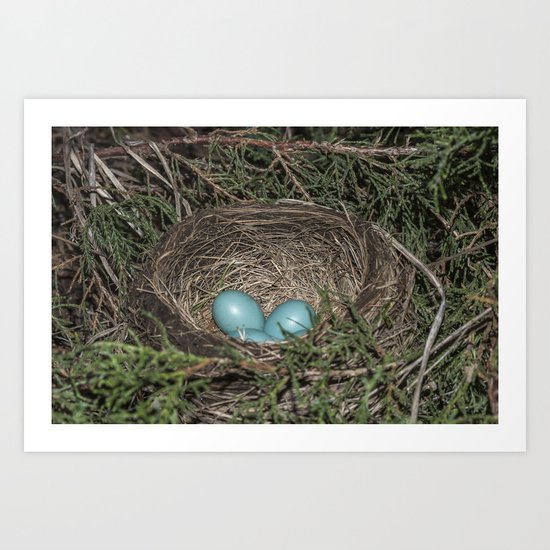 Robins nest with eggs Art Print