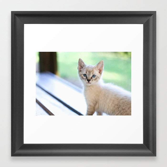 White Kitten Framed Art Print