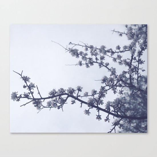 Apple blossoms Canvas Print