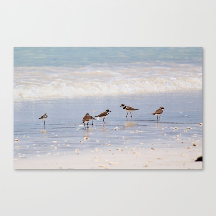 Sandpipers at the Ocean Leinwanddruck | Animals, Landscape, Natur, Fotografie