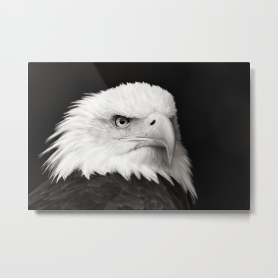 Bald Eagle Metal Print