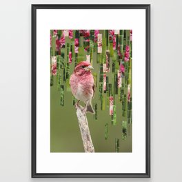 Purple Finch Framed Art Print