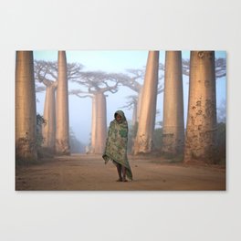 Avenue of the Baobabs Canvas Print