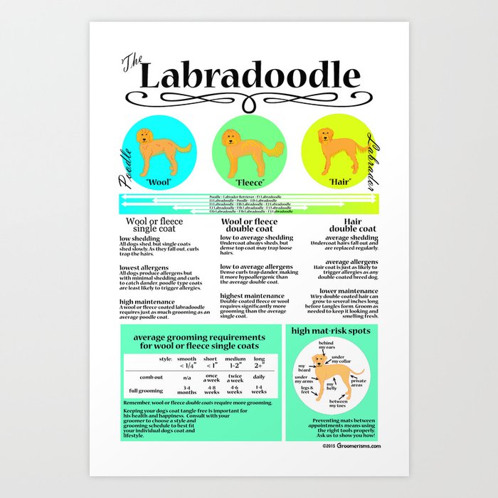 Labradoodle Coat & Grooming Infographic Art Print