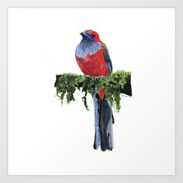 Tropical Bird Art Print