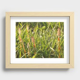 Horsetails in the meadow Recessed Framed Print