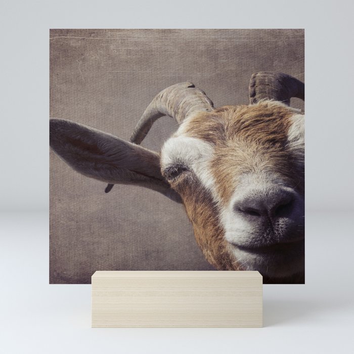 Well hello there - goat portrait Mini Art Print