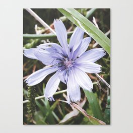 Aesthetic vintage pastel purple-blue chicory blossom summer field flower with tiny bug Canvas Print