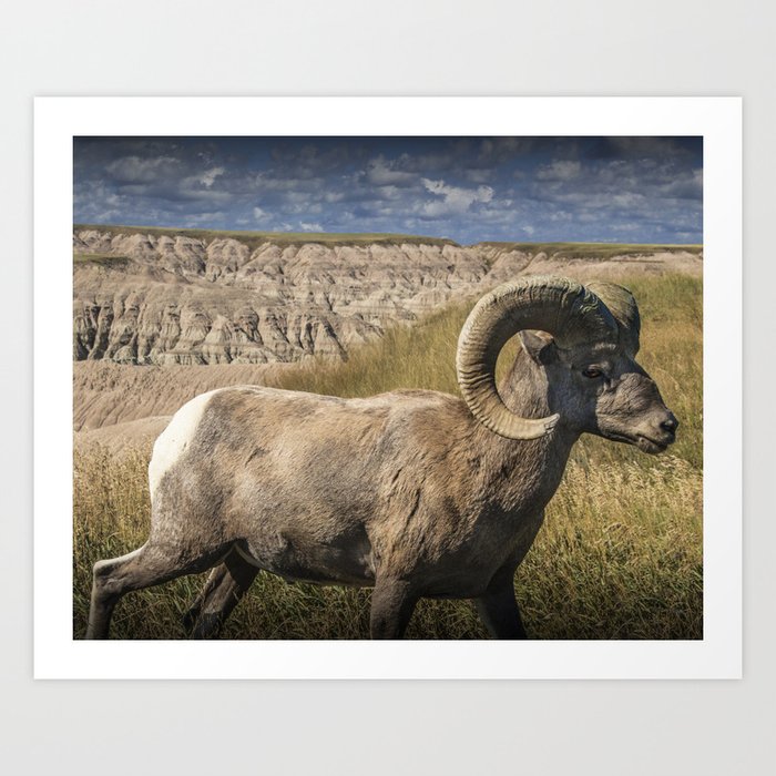 Bighorn Ram Sheep photographed in the Badlands National Park Art Print