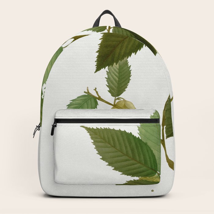 American hophornbeam Carpinus ostrya from Traite des Arbres et Arbustes