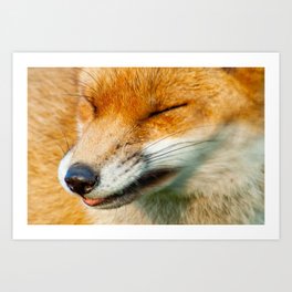 Sneezy fox Art Print