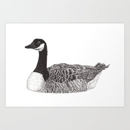 Canada Goose Art Print