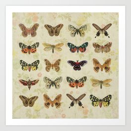 Moths & Butterflies Art Print