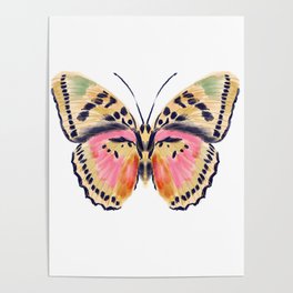 Butterfly Study no. 14 - butterfly art, watercolor butterfly, watercolor butterflies, painted butterfly, butterfly art, pink and yellow butterfly Poster