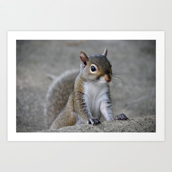 Squirrel Art Print