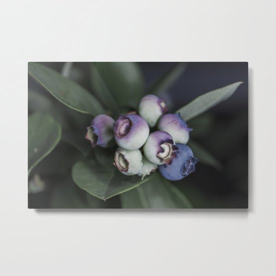 Blueberries ripening Metal Print