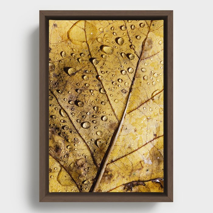 yellow leaf with drops Framed Canvas