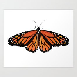 Monarch Butterfly Art Print | Monarch, Butterfly, Drawing, Orange, Digital, Monarchbutterfly, Monarchs, Butterflies 