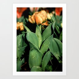 Tulip Garden VII Art Print