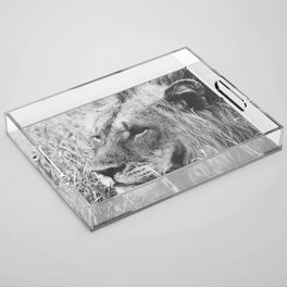 South Africa Photography - Lion In Black And White Acrylic Tray