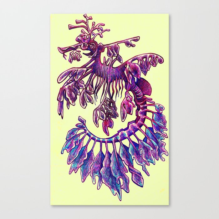 Leafy sea dragon 1 Canvas Print