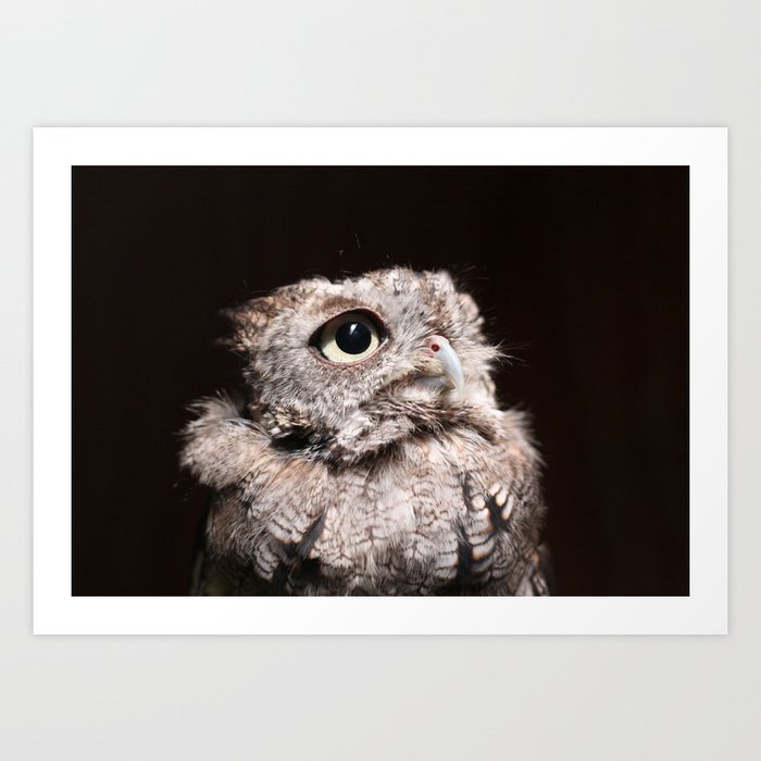 Big Eyes - Screech Owl Art Print